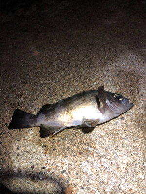 ガルプしばりメバリング