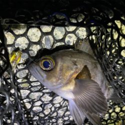 メバリング快調!