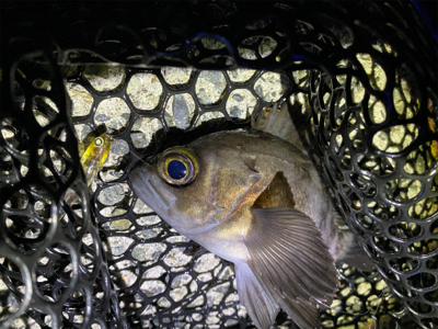 メバリング快調!