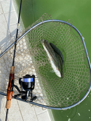 服部緑地、今日暑い。気温が・・・。
