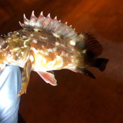 超腹パンメバル！