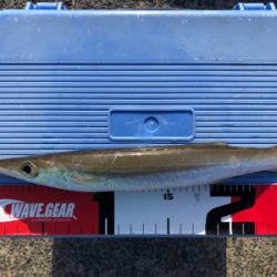 カマスとセイゴ