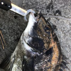 2021初フィッシュ!