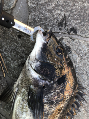 2021初フィッシュ!