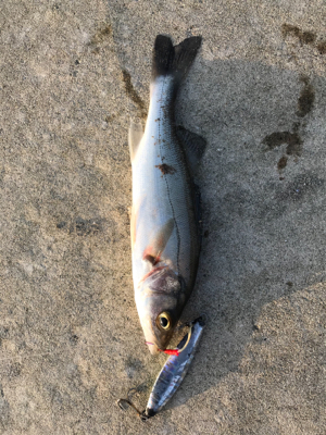 初フィッシング