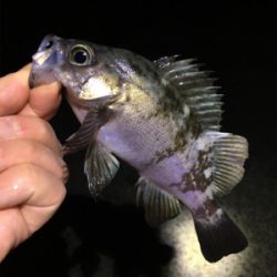 ライトゲームメバル