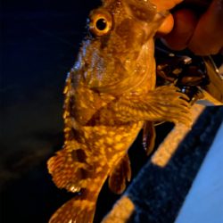 メバリング ‼️