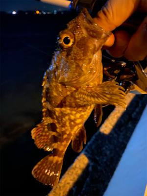 メバリング ‼️