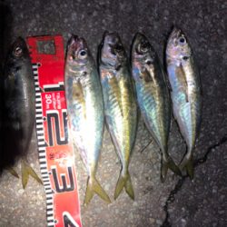 今期２回目のアジ釣り