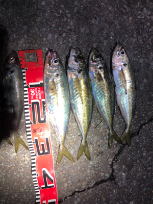 今期２回目のアジ釣り