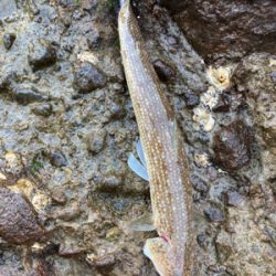 雪が降る程、寒いのにエソ釣果