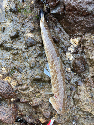 雪が降る程、寒いのにエソ釣果