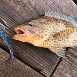 久しぶりの釣り