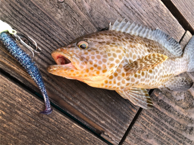 久しぶりの釣り