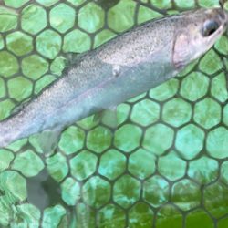 エリアトラウト