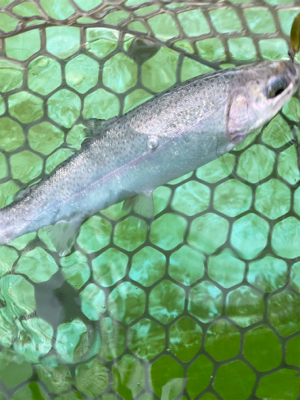 エリアトラウト