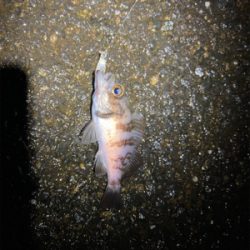 渋めの釣り初め