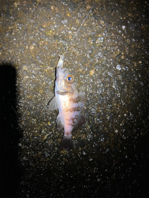 渋めの釣り初め