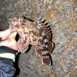 メバルいるの？