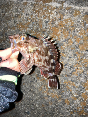 メバルいるの？