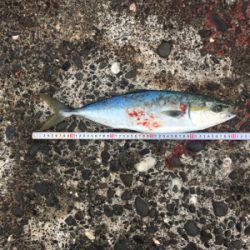 爆風の中、波をかぶりながらの鰤ならずヤズ祭り