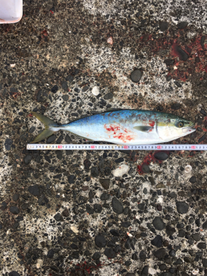 爆風の中、波をかぶりながらの鰤ならずヤズ祭り