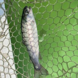 バースデートラウト