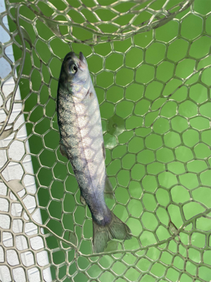 バースデートラウト