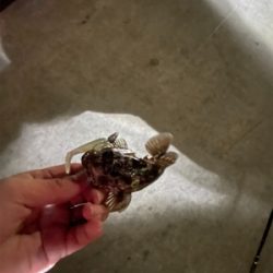 アジが見つからない