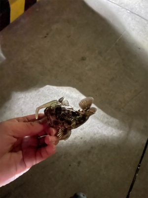 アジが見つからない