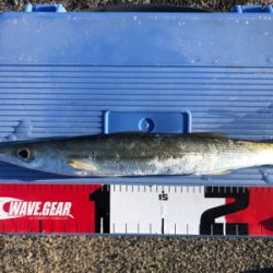 カマスとイシモチ