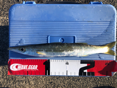 カマスとイシモチ