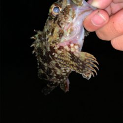 ロックフィッシュ