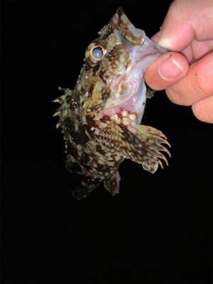 ロックフィッシュ