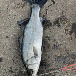 爆風のヒラスズキ釣行！！