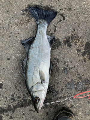 爆風のヒラスズキ釣行！！