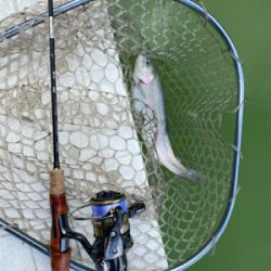 服部緑地　エリアトラウト