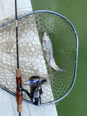 服部緑地　エリアトラウト