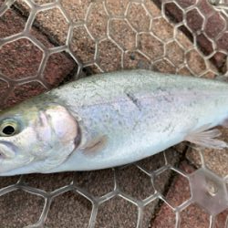 エリアトラウト