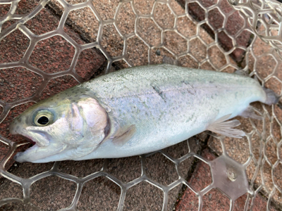 エリアトラウト