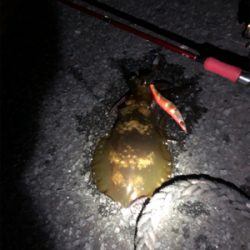 アオリイカを求めて！