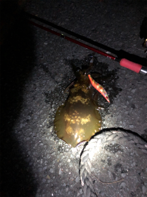 アオリイカを求めて！