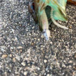 オノコロアジング