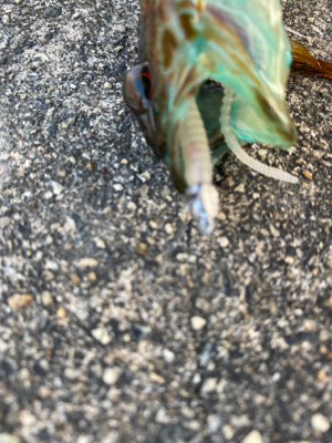 オノコロアジング