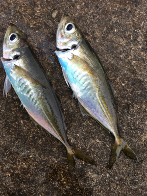 朝マズメアジング