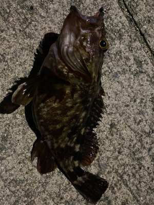 ライトゲーム‼︎