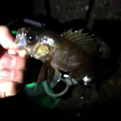 メバリング始めます