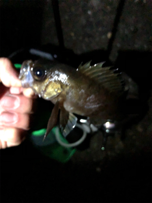 メバリング始めます