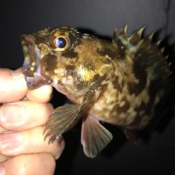 ガシラ　メバル