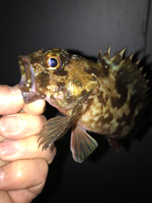 ガシラ　メバル